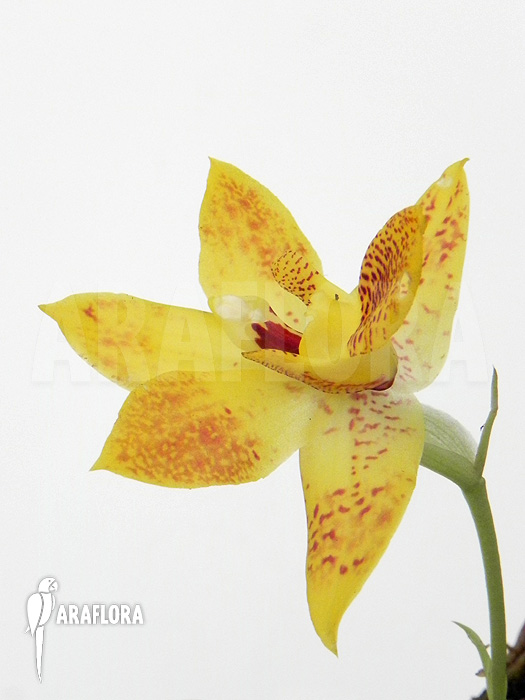 Promenaea x &lsquo;Sunlight&rsquo;