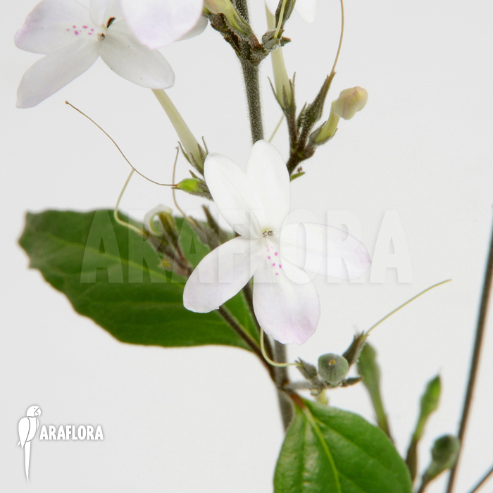 Pseuderanthemum variabile &lsquo;S&rsquo;