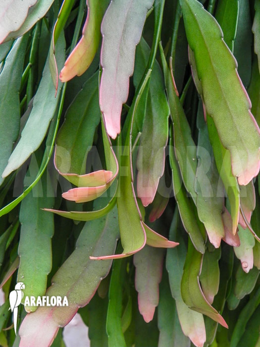 Pseudorhipsalis ramulosa &lsquo;Red Coral&rsquo;