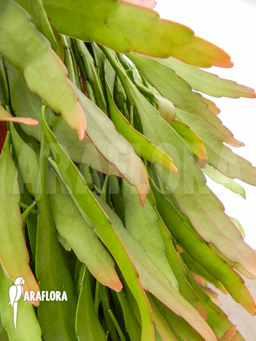 Pseudorhipsalis ramulosa &lsquo;Red Coral&rsquo;