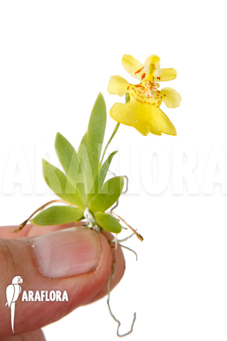 Psygmorchis pusilla &lsquo;S&rsquo;