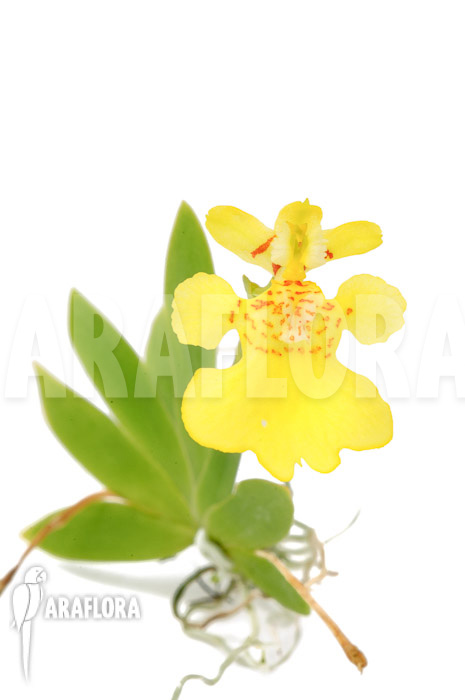 Psygmorchis pusilla &lsquo;S&rsquo;