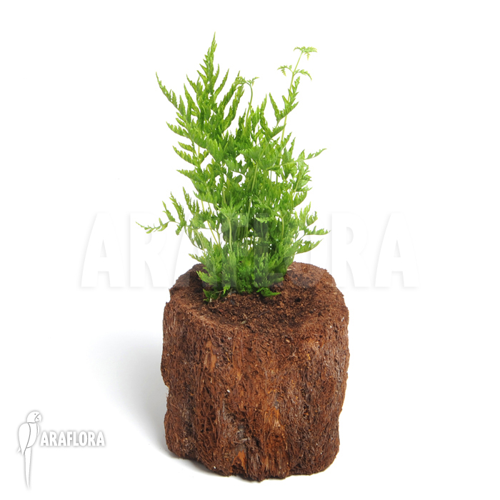 Pteris dentata &lsquo;Stramina&rsquo;