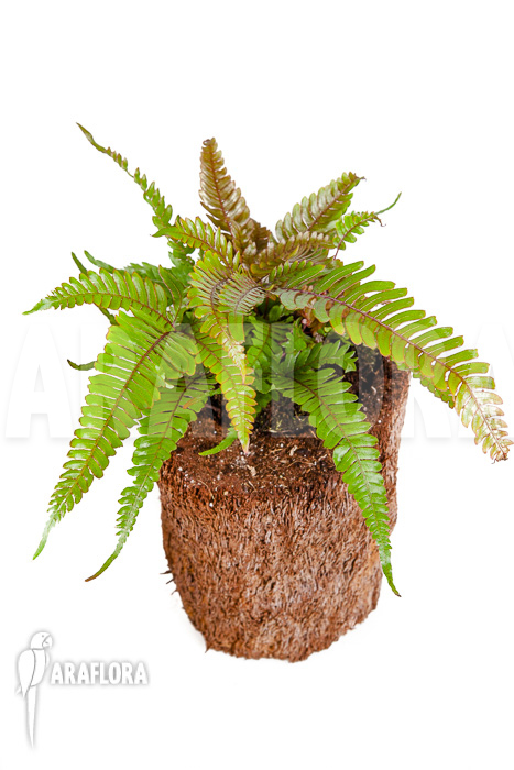 Pteris quadriaurita &lsquo;Tricolor&rsquo;