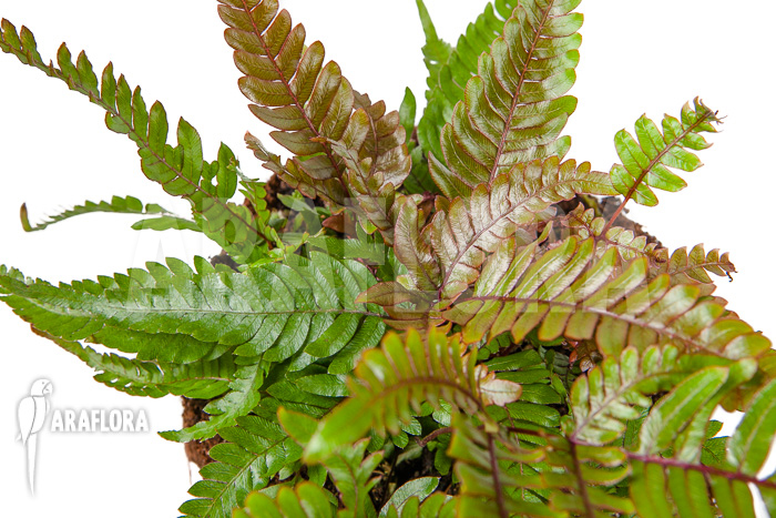 Pteris quadriaurita &lsquo;Tricolor&rsquo;
