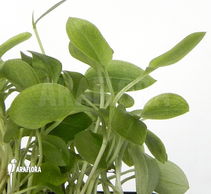 Pterostylis ophioglossa