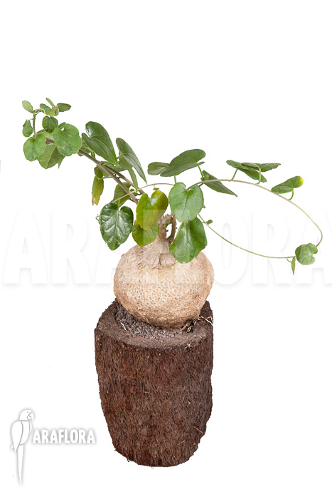 Pyrenacantha malvifolia &lsquo;L&rsquo;