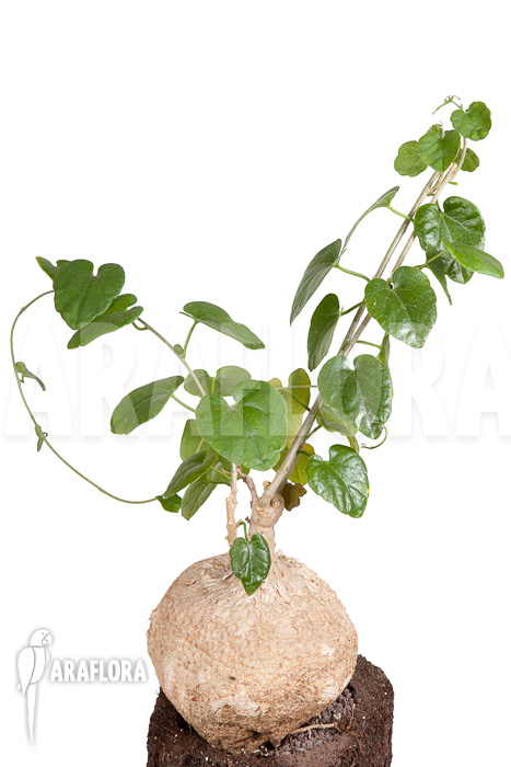 Pyrenacantha malvifolia &lsquo;L&rsquo;