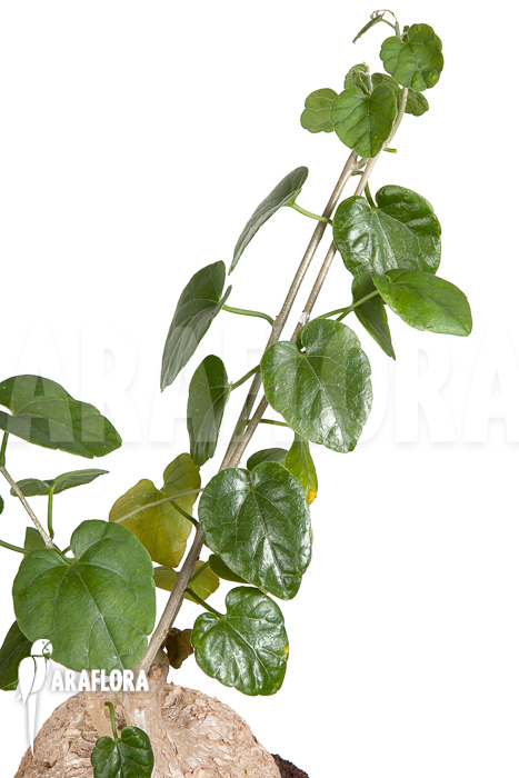 Pyrenacantha malvifolia &lsquo;L&rsquo;