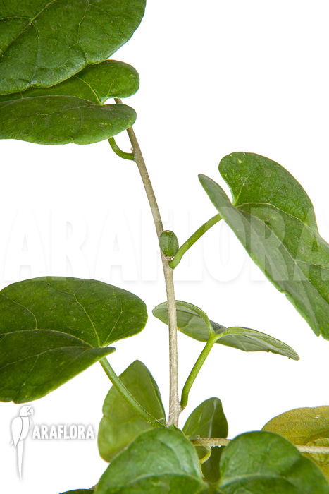 Pyrenacantha malvifolia &lsquo;L&rsquo;