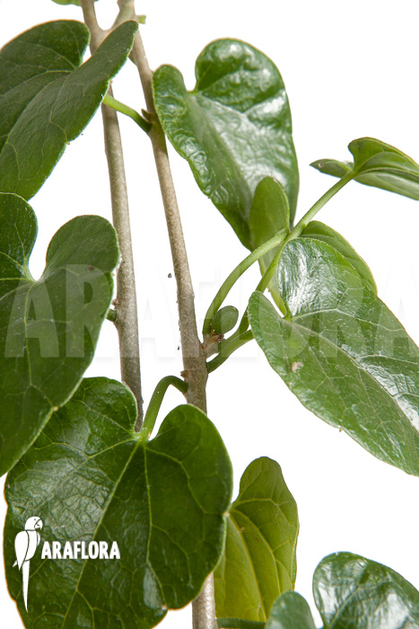 Pyrenacantha malvifolia &lsquo;L&rsquo;