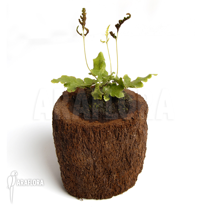 Quercifilix zeylanica &lsquo;Tectaria zeylanica&rsquo;