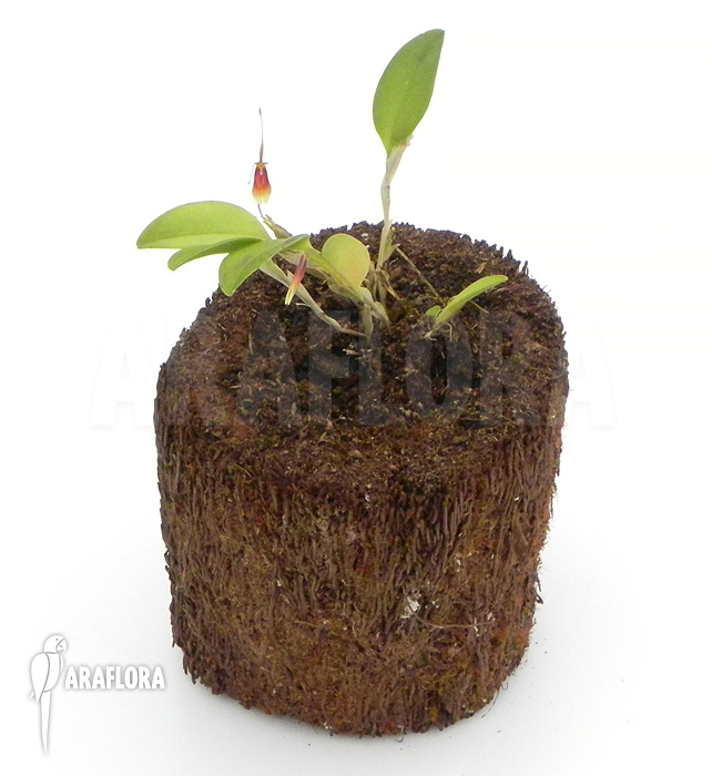 Restrepia antennifera