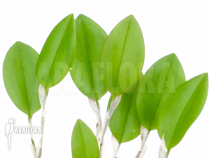 Restrepia trichoglossa