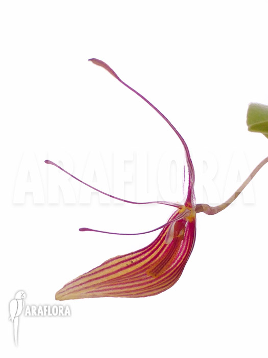 Restrepia trichoglossa