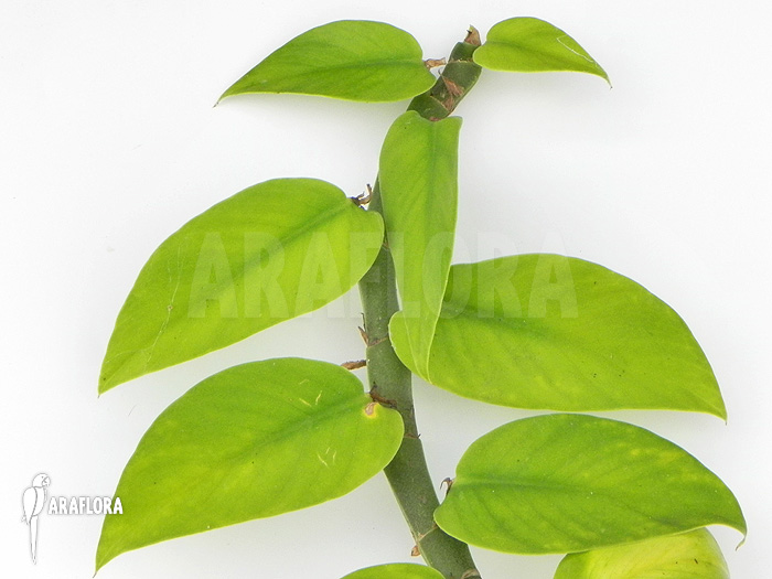 Rhaphidophora latevaginata