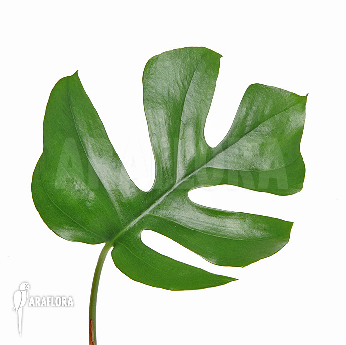 Rhaphidophora tetrasperma &lsquo;L&rsquo;