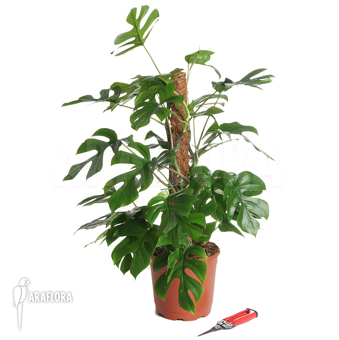 Rhaphidophora tetrasperma &lsquo;L&rsquo;