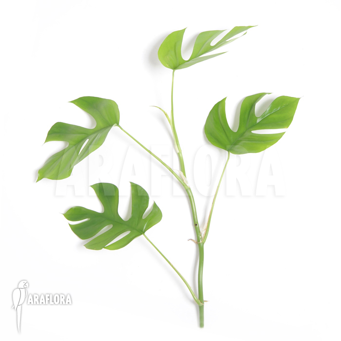 Rhaphidophora tetrasperma &lsquo;M&rsquo;