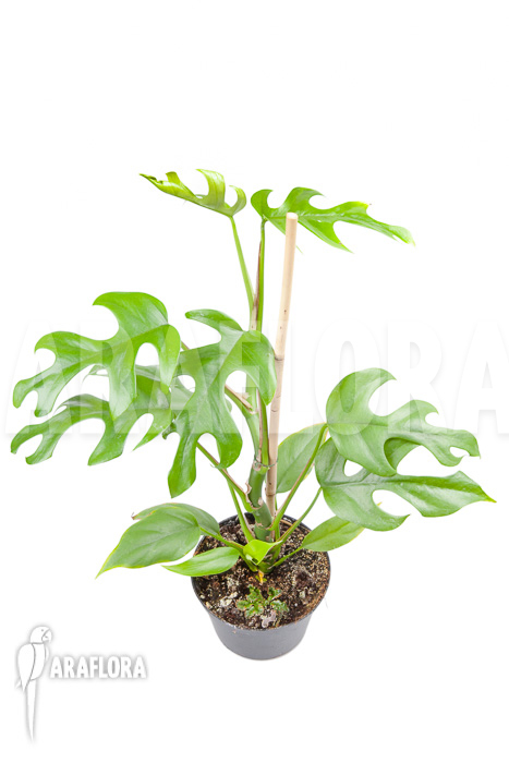 Rhaphidophora tetrasperma &lsquo;M&rsquo;