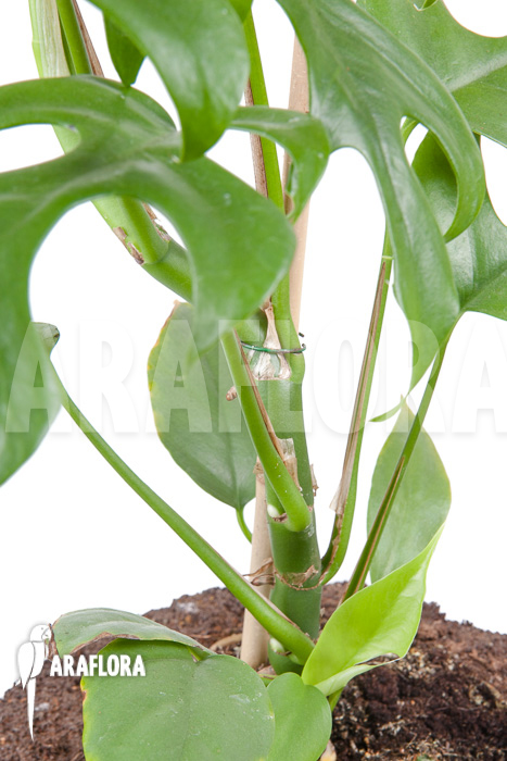 Rhaphidophora tetrasperma &lsquo;M&rsquo;