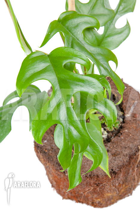 Rhaphidophora tetrasperma &lsquo;M&rsquo;