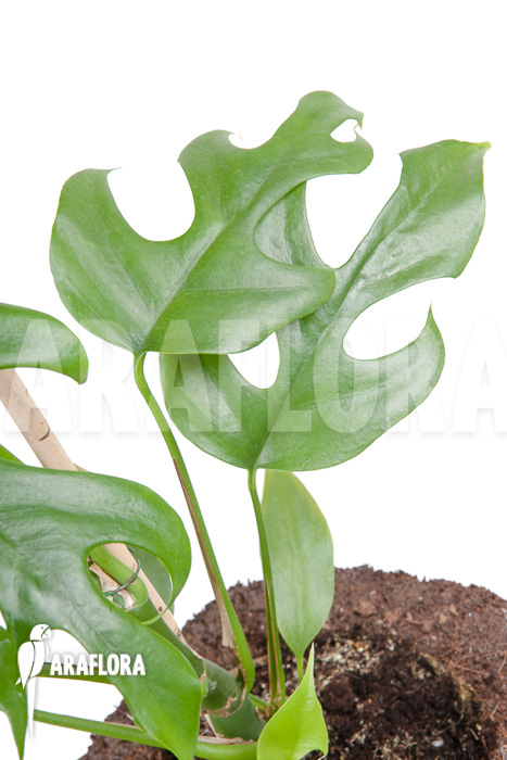 Rhaphidophora tetrasperma &lsquo;M&rsquo;