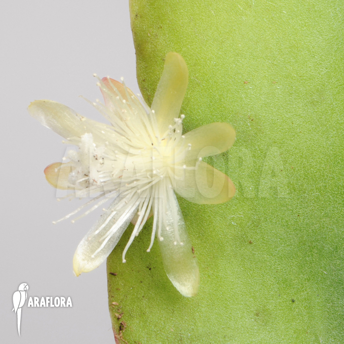 Rhipsalis pachyptera