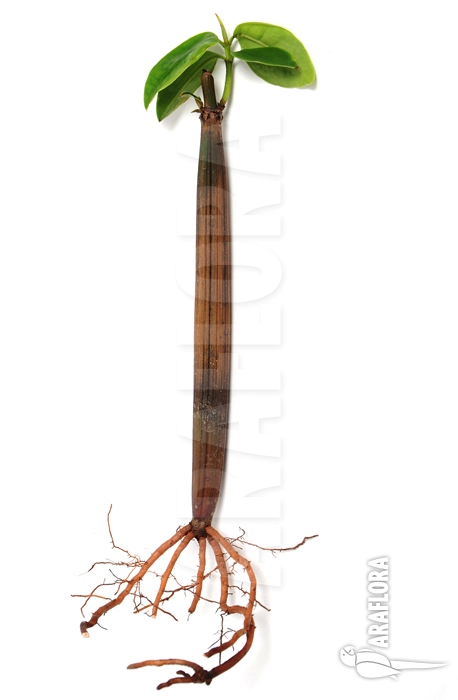 Rhizophora mangle &lsquo;Rhizophoraceae&rsquo;