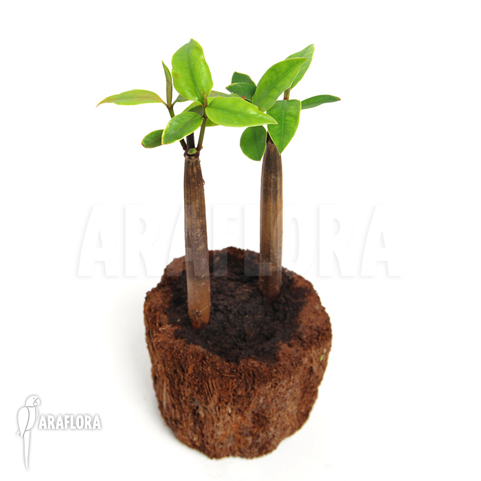 Rhizophora mangle &lsquo;Rhizophoraceae&rsquo;