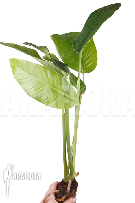 Rhodospatha latifolia &lsquo;L&rsquo;