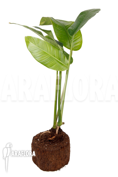 Rhodospatha latifolia &lsquo;L&rsquo;