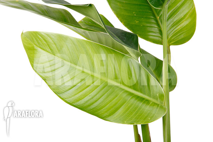 Rhodospatha latifolia &lsquo;L&rsquo;