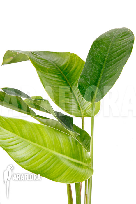 Rhodospatha latifolia &lsquo;L&rsquo;