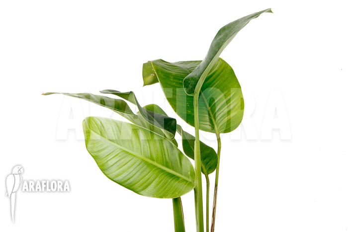 Rhodospatha latifolia &lsquo;L&rsquo;