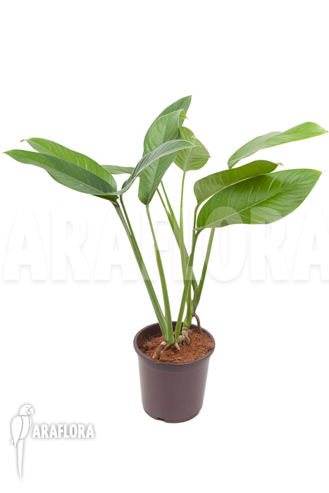 Rhodospatha latifolia &lsquo;XL&rsquo;