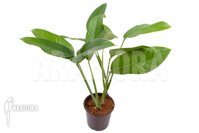 Rhodospatha latifolia &lsquo;XL&rsquo;