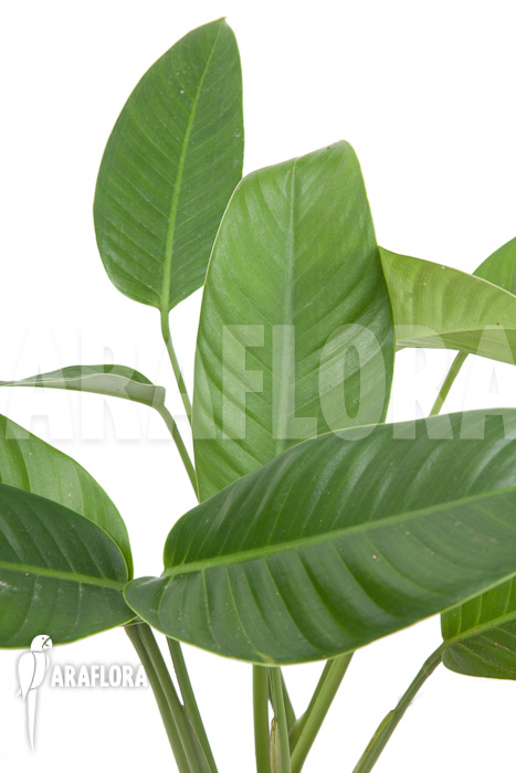 Rhodospatha latifolia &lsquo;XL&rsquo;