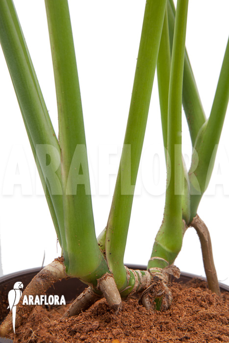 Rhodospatha latifolia &lsquo;XL&rsquo;