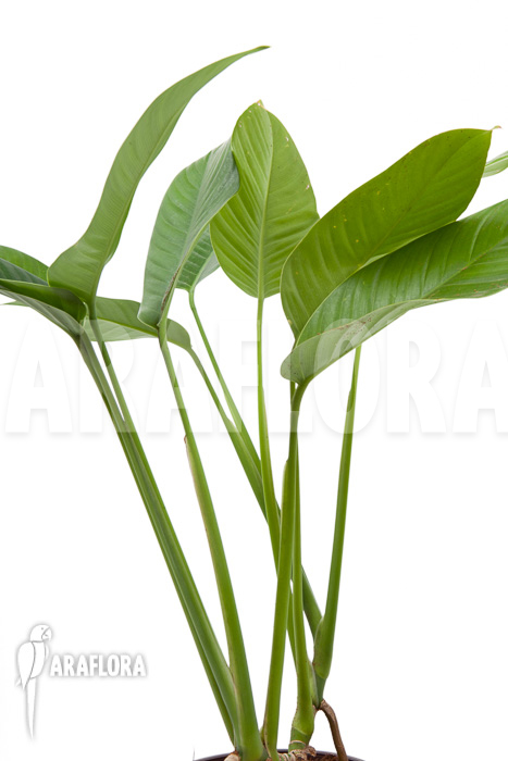 Rhodospatha latifolia &lsquo;XL&rsquo;