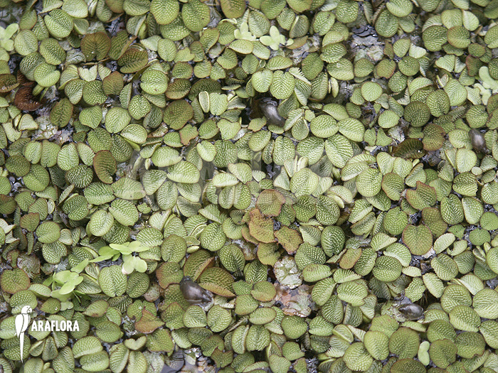 Salvinia minima