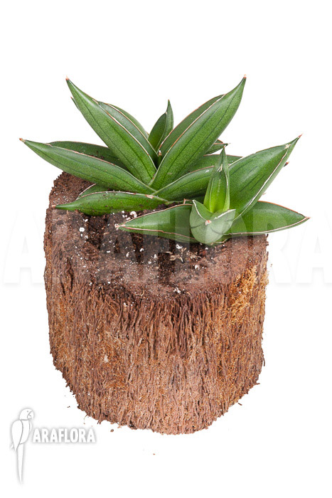 Sanseveria cylindrica &lsquo;Almond Jade&rsquo;