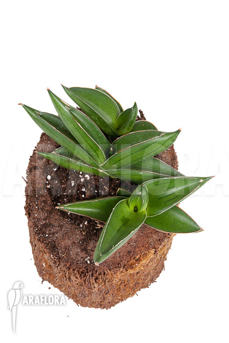 Sanseveria cylindrica &lsquo;Almond Jade&rsquo;