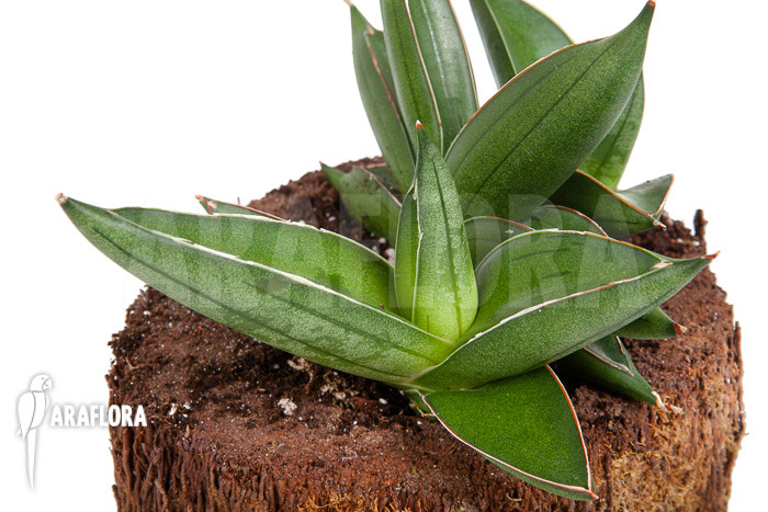 Sanseveria cylindrica &lsquo;Almond Jade&rsquo;