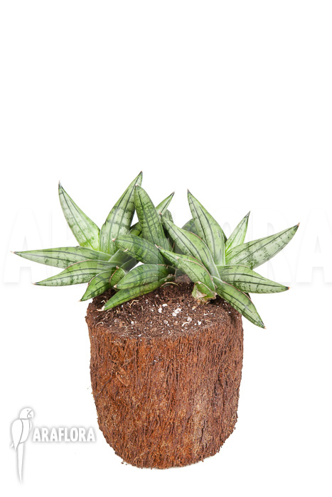 Sanseveria cylindrica &lsquo;Grey Jade&rsquo;