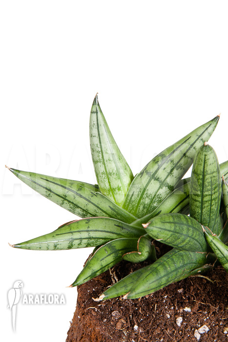 Sanseveria cylindrica &lsquo;Grey Jade&rsquo;