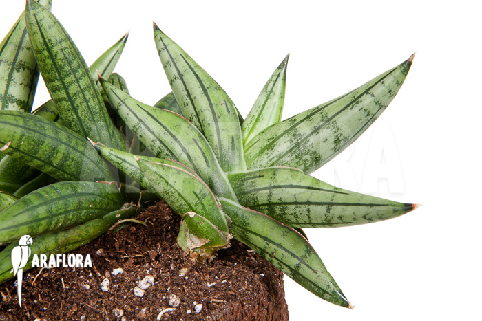 Sanseveria cylindrica &lsquo;Grey Jade&rsquo;