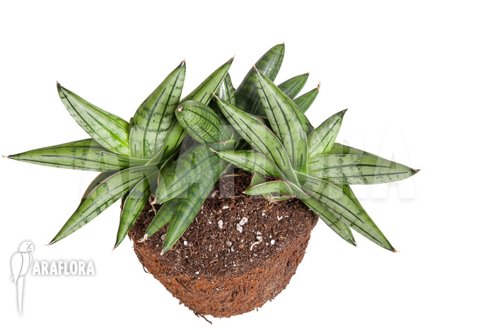 Sanseveria cylindrica &lsquo;Grey Jade&rsquo;