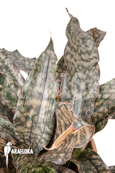 Sanseveria pulchra “L”