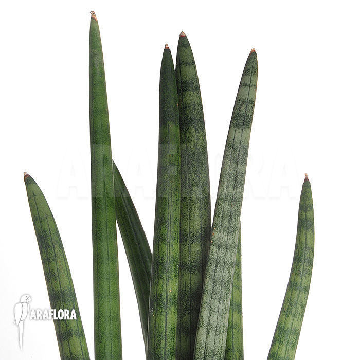 Sansevieria cylindrica var. patula &lsquo;Spaghetti&rsquo;